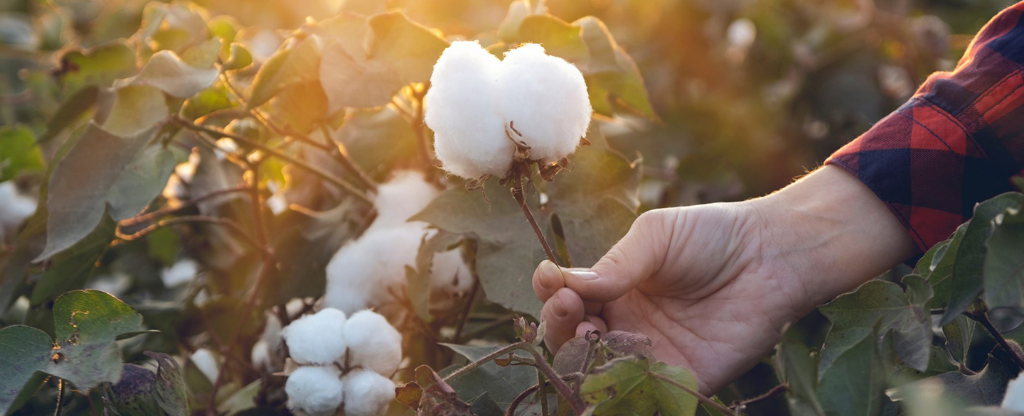 Ralph Lauren Corporate Foundation and Soil Health Institute Unveil New .  Regenerative Cotton Program