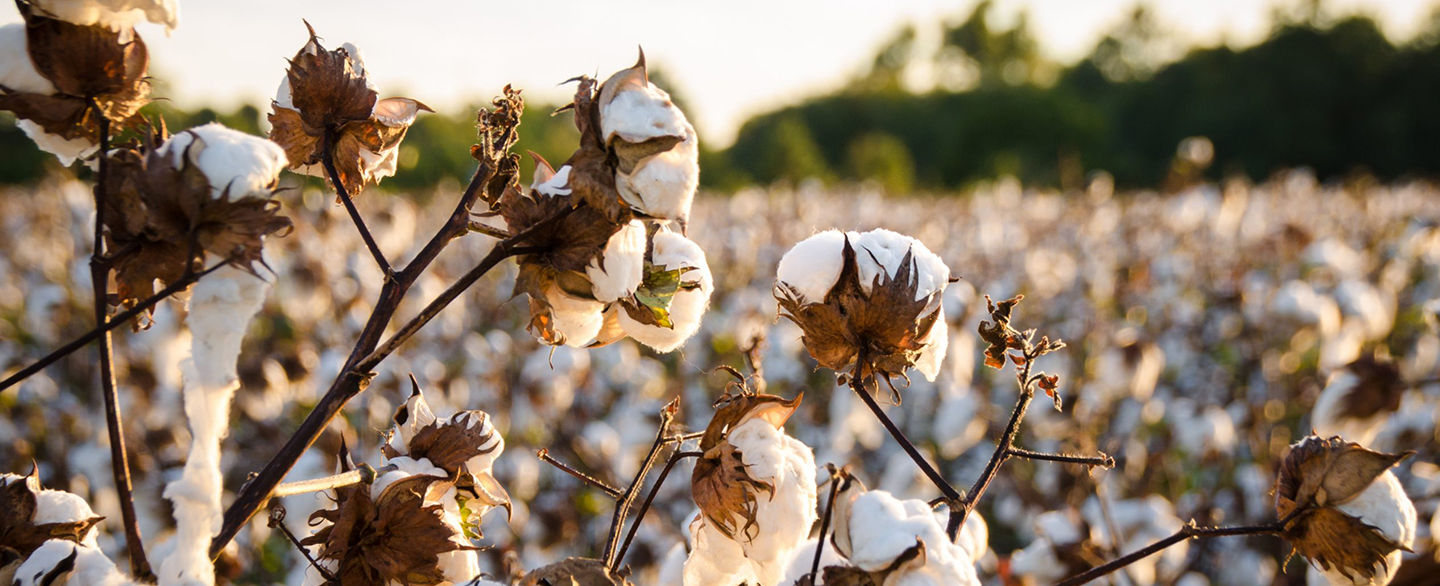 Ralph Lauren Corporation Applauds Selection of U.S. Regenerative Cotton Fund as an AIM for Climate Innovation Sprint Partner at COP26
