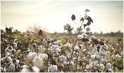 Ralph Lauren Releases 2025 Global Citizenship & Sustainability Report