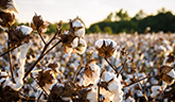Ralph Lauren Corporation Applauds Selection of U.S. Regenerative Cotton Fund as an Aim For Climate Innovaiton Sprint Partner at COP26